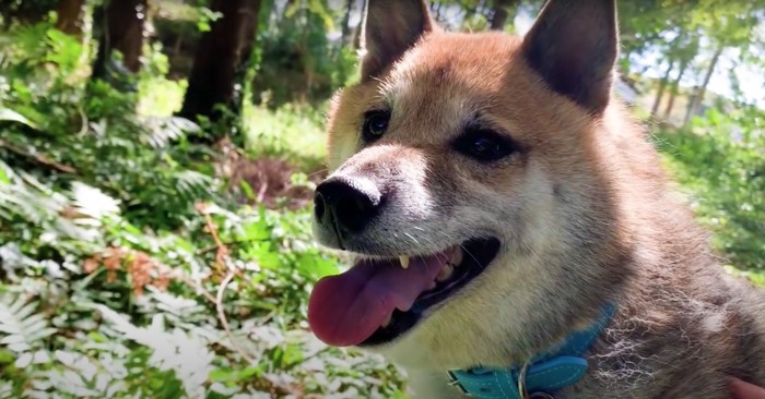 山の中で口を開けている柴犬