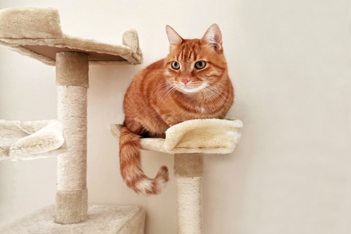 キャットタワーにいる猫
