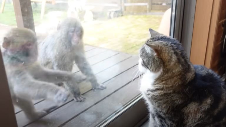 脅かすサルと見つめている猫