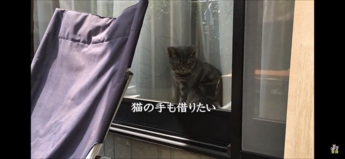 猫の手も借りたい