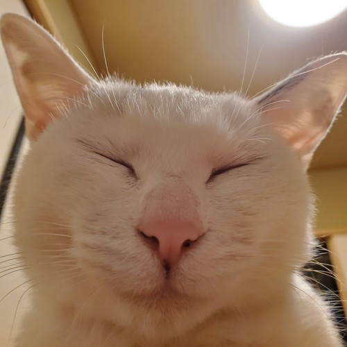 目を閉じている猫の顔