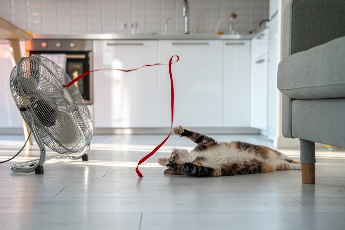 扇風機のひもで遊ぶ猫