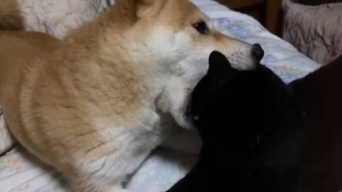 猫の頭をくわえる犬