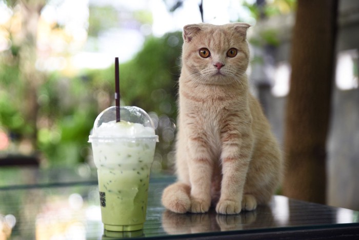 抹茶フラペチーノと猫