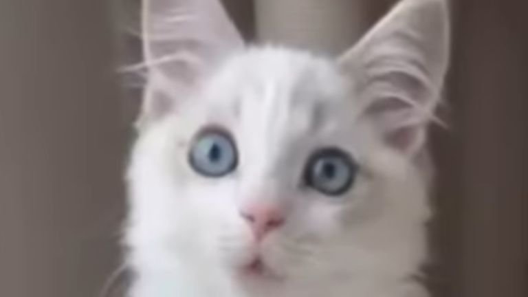 室内にいる猫