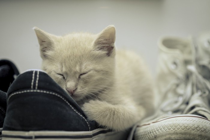 靴に寄り添う猫