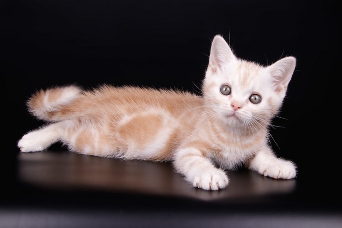 横になって何かを見つめるアメリカンショートヘアの子猫