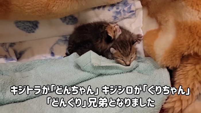 くっついて寝る子猫