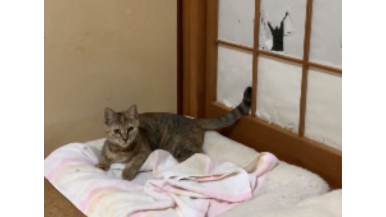 猫と障子