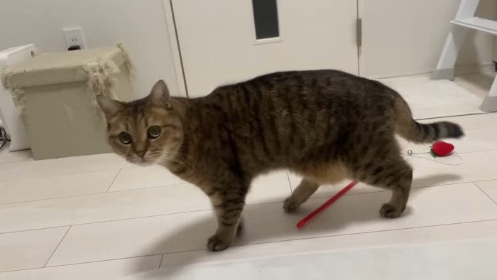 こちらを見る姿