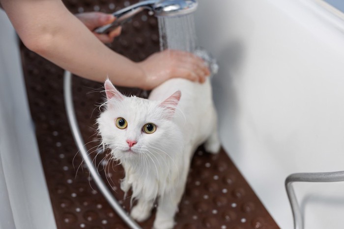 洗われる猫