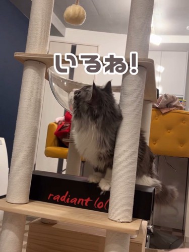 横を向く猫