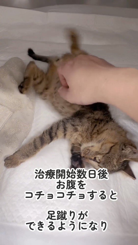 お腹をくすぐられる子猫