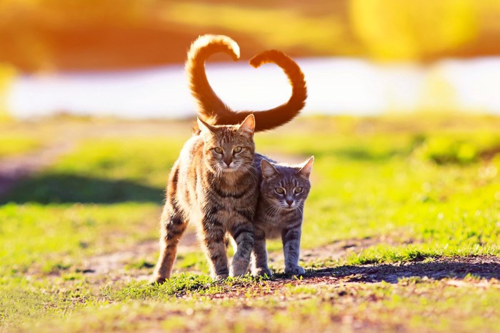 しっぽを絡ませる猫たち