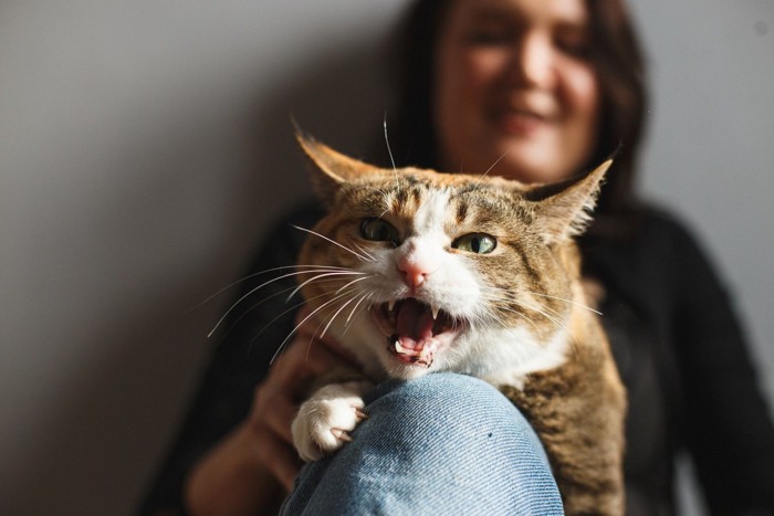 膝の上で怒る猫