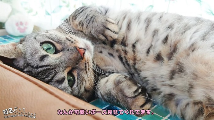 仰向けの猫