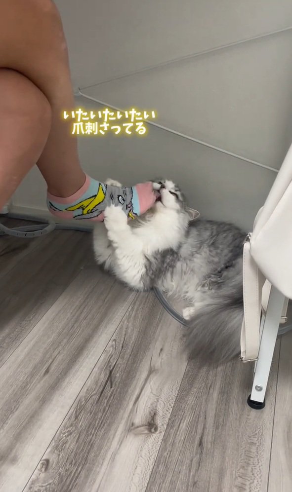 爪をたてる猫