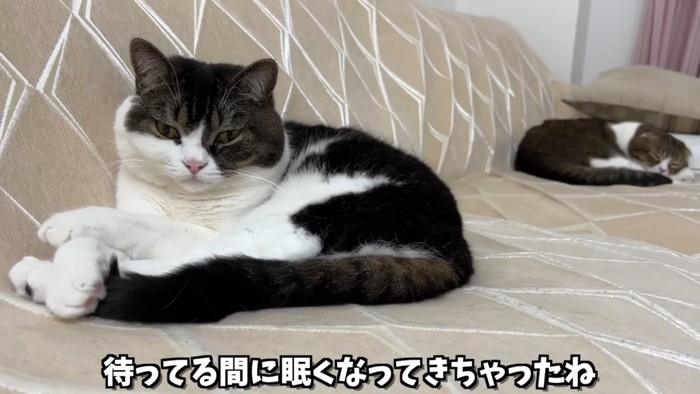 ソファーに座る猫