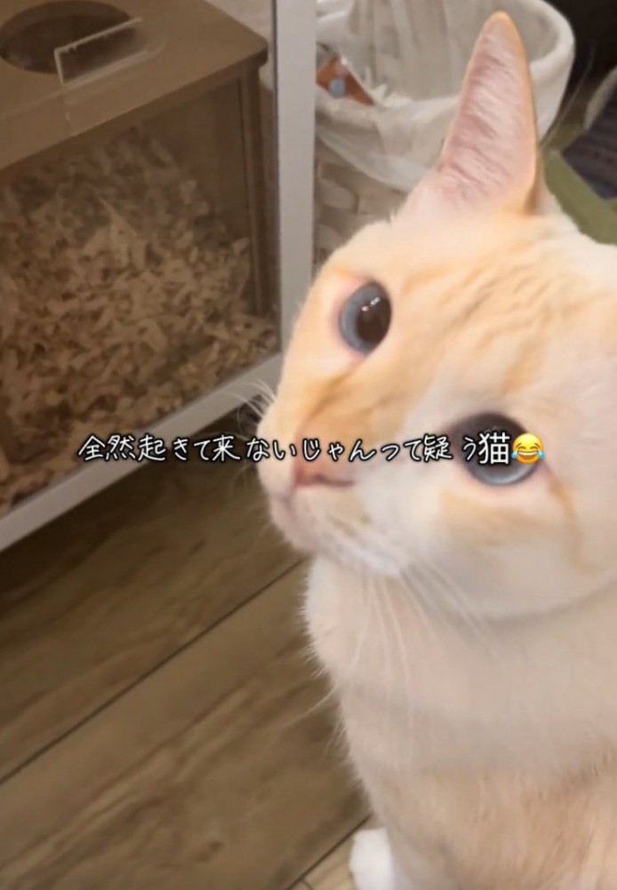 振り返る猫