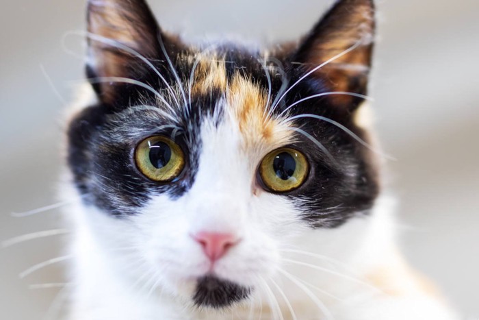 正面を向く猫
