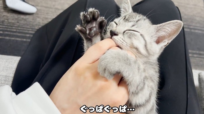 手をグーパーする猫