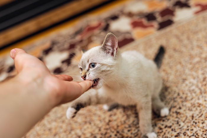 小指を吸おうとする子猫