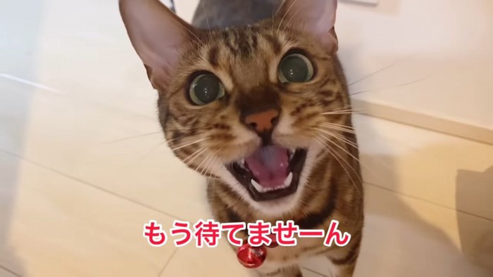 口を開ける猫