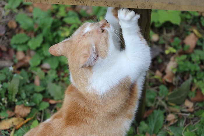 野良猫の爪とぎ