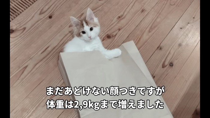 紙袋の中にいる子猫