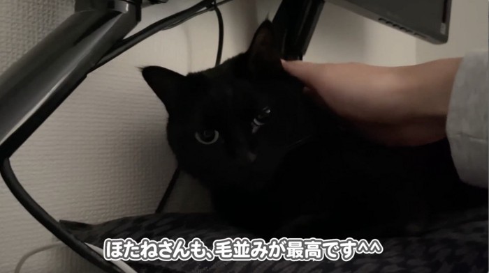 飼い主さんに撫でてもらう黒猫