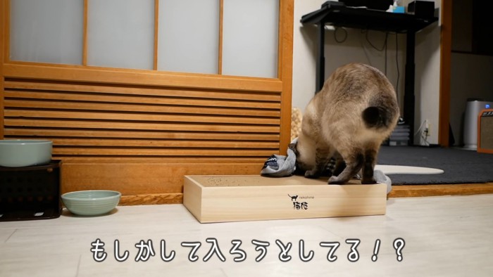 抱っこひもの中に頭を入れる猫