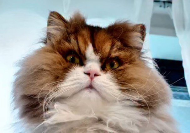 カメラを見つめる猫