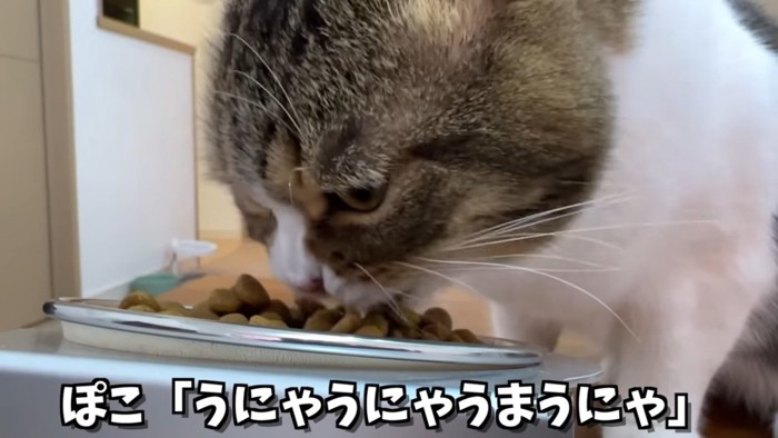 キャットフードを食べる猫