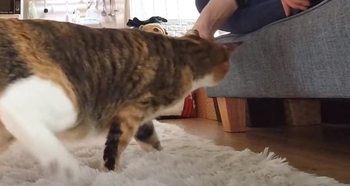 白いマットの上を歩く猫