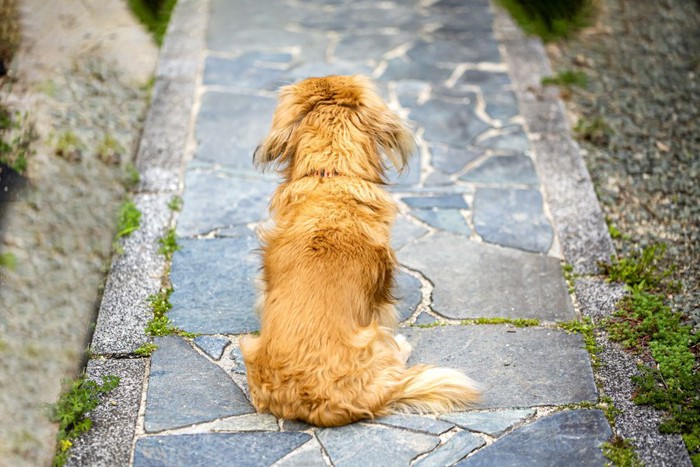 飼い主を待つ犬