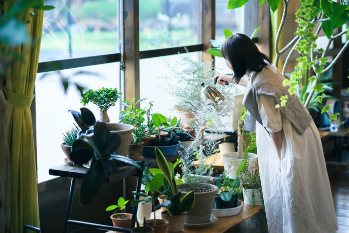 観葉植物に水やりをする女性