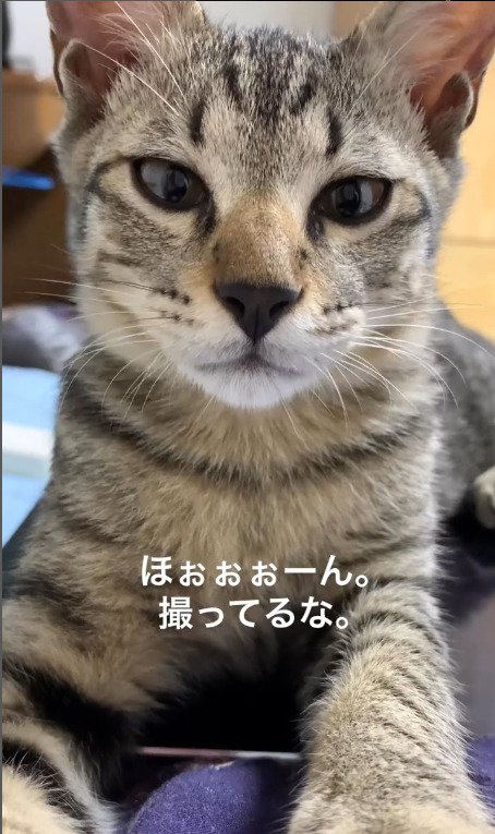 撮ってるのに気づく猫