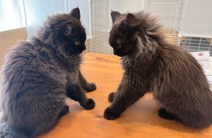 向かい合う2匹の猫