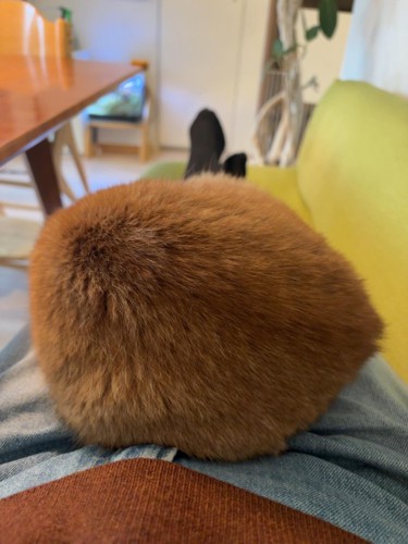 丸まっている猫