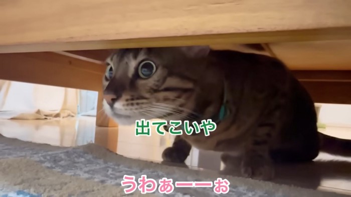 ソファーの下にいる猫