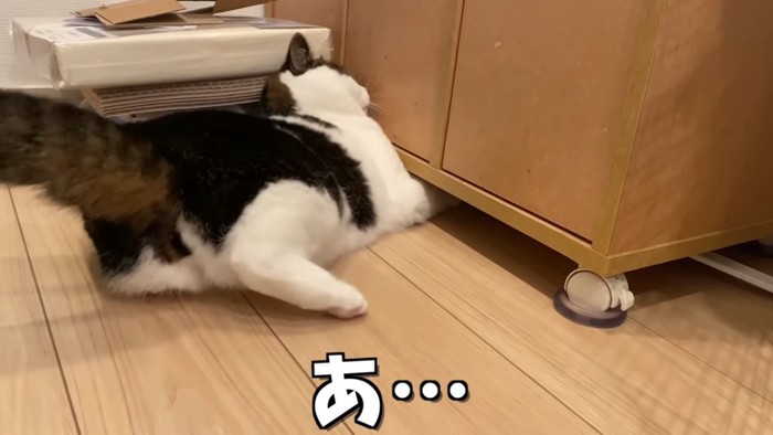 家具の下に前足を入れる猫