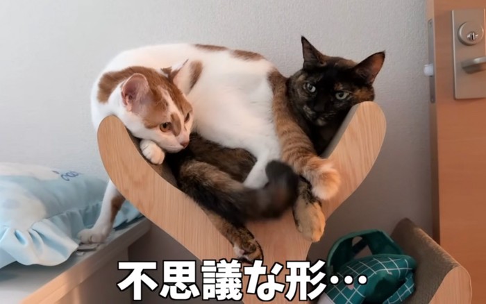 収まる猫たち