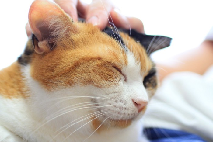 ご満悦な猫