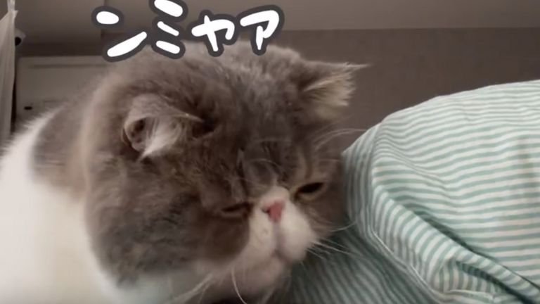 甘噛みする猫
