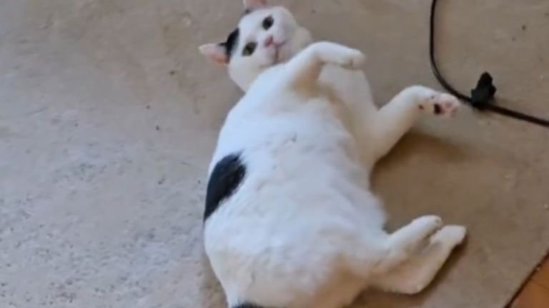 室内にいる猫