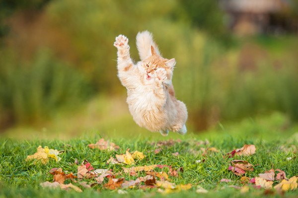 草の上でジャンプした一瞬を撮った猫の写真