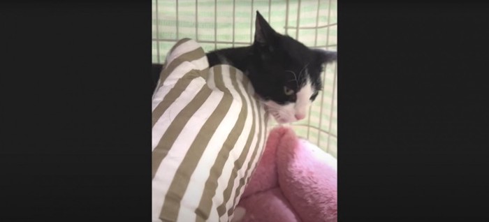 撫でられている猫