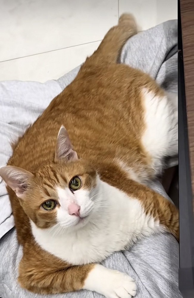 妹に抱っこされる茶白猫