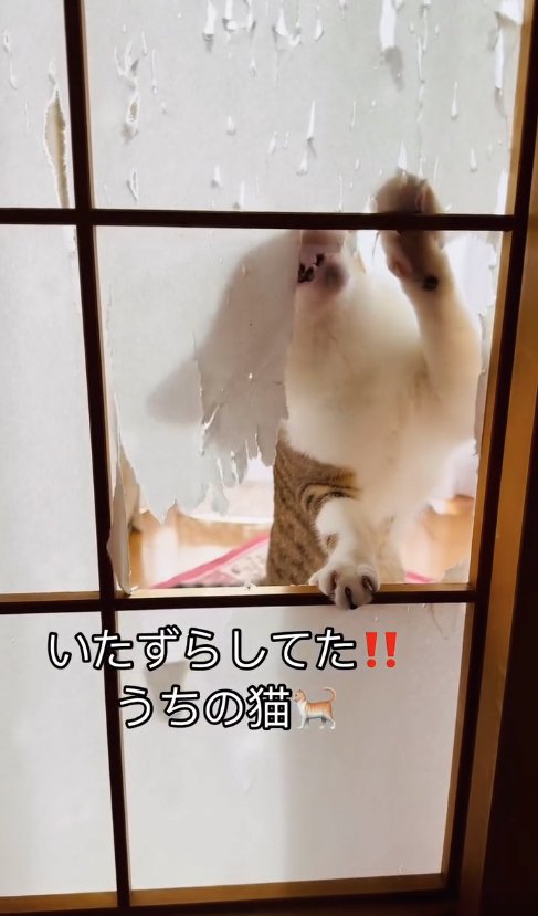 障子を破る猫