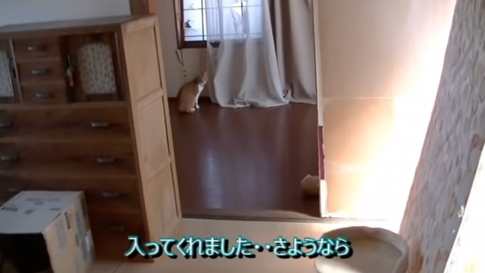 部屋に入る猫